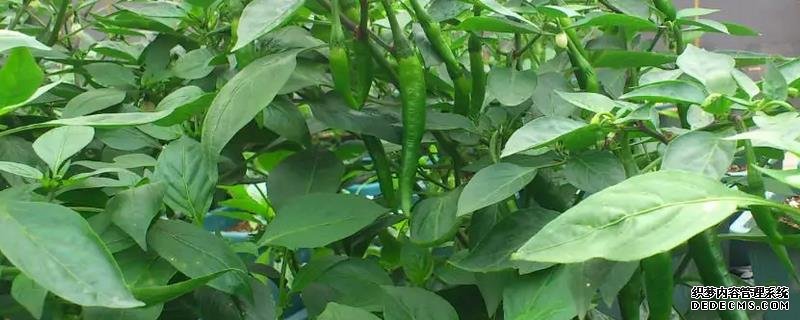 辣椒爛果尖部的原因，附種植管理技術(shù)