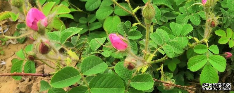 玫瑰花桿栽植要點(diǎn)，附繁殖方式