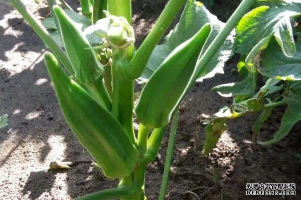 盆栽黃秋葵種植技術(shù)，花盆越寬大越好