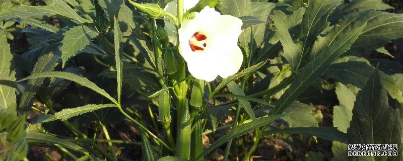 盆栽黃秋葵種植技術(shù)，花盆越寬大越好