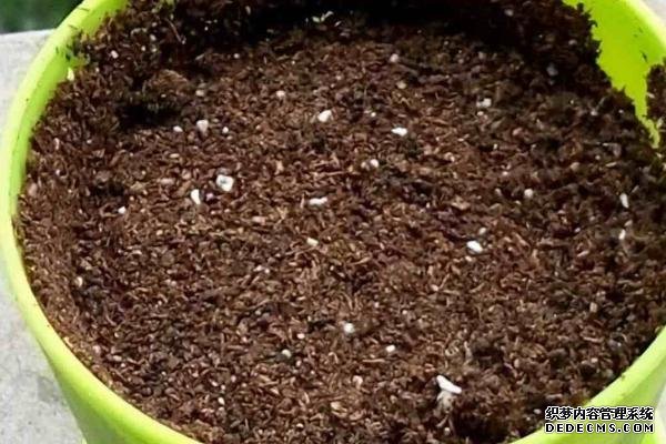 盆栽黃秋葵種植技術(shù)，花盆越寬大越好