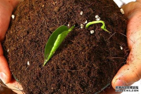 盆栽黃秋葵種植技術(shù)，花盆越寬大越好