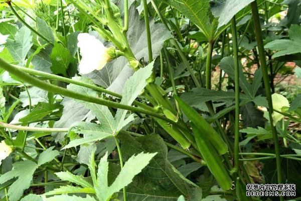 盆栽黃秋葵種植技術(shù)，花盆越寬大越好