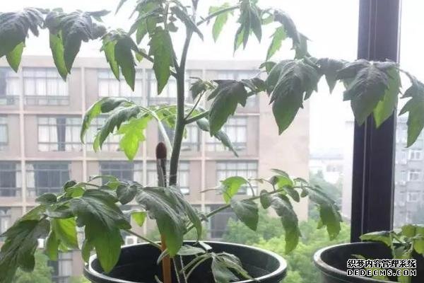 盆栽黃秋葵種植技術(shù)，花盆越寬大越好