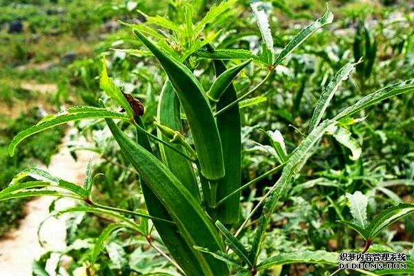 盆栽黃秋葵種植技術(shù)，花盆越寬大越好