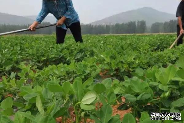 花生何時(shí)打三遍藥，附花生基本介紹