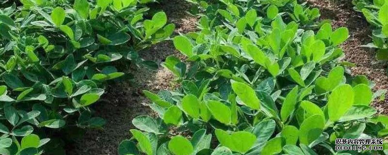 花生何時(shí)打三遍藥，附花生基本介紹